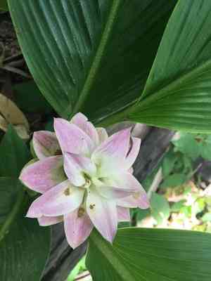 Aussie plume(Curcuma australasica)