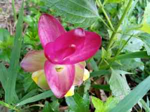 White turmeric(Curcuma zedoaria)