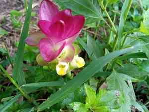 White turmeric(Curcuma zedoaria)