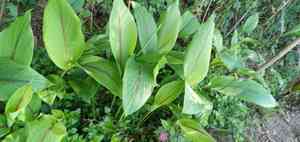 White turmeric(Curcuma zedoaria)