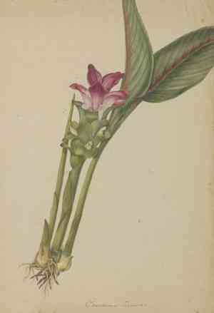 Curcuma (Curcuma)(Curcuma)