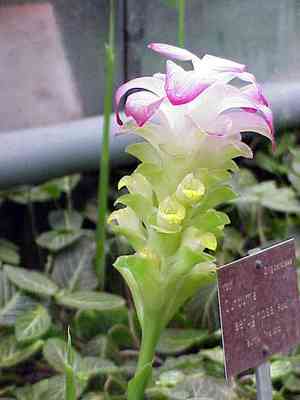 Curcuma (Curcuma)(Curcuma)