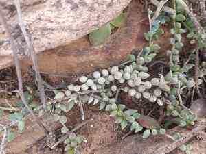 String of bananas(Curio radicans)