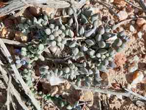 String of bananas(Curio radicans)