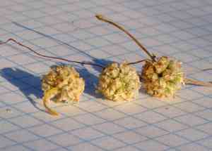 Alfalfa dodder(Cuscuta approximata)