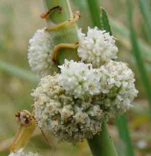 Alfalfa dodder(Cuscuta approximata)