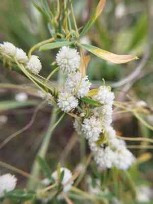 Alfalfa dodder(Cuscuta approximata)