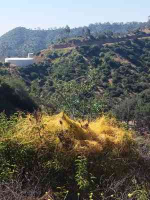 Chaparral dodder(Cuscuta californica)