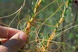 Chaparral dodder(Cuscuta californica)