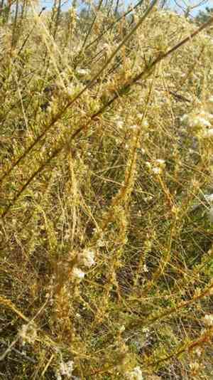 Chaparral dodder(Cuscuta californica)