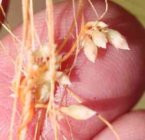 Chaparral dodder(Cuscuta californica)