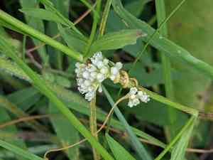Hazel dodder(Cuscuta coryli)