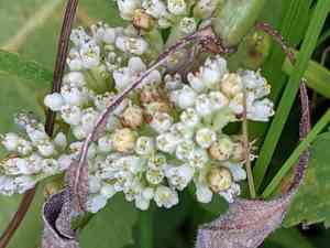 Hazel dodder(Cuscuta coryli)