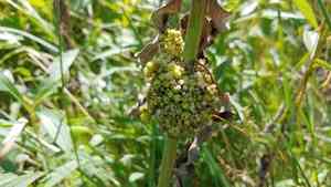 Hazel dodder(Cuscuta coryli)