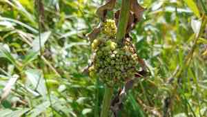 Hazel dodder(Cuscuta coryli)
