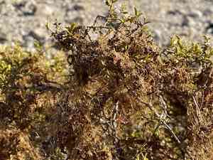 Desert dodder(Cuscuta denticulata)