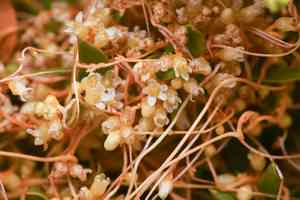 Desert dodder(Cuscuta denticulata)
