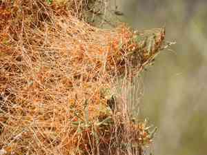 Desert dodder(Cuscuta denticulata)