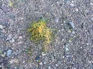 Desert dodder(Cuscuta denticulata)