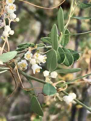 Bigseed alfalfa dodder(Cuscuta indecora)