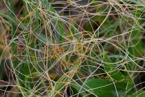 Bigseed alfalfa dodder(Cuscuta indecora)