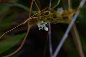 Bigseed alfalfa dodder(Cuscuta indecora)