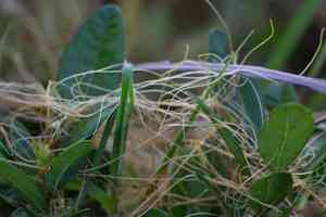Bigseed alfalfa dodder(Cuscuta indecora)