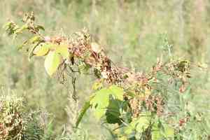 Japanese dodder(Cuscuta japonica)