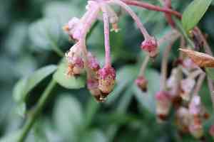 Japanese dodder(Cuscuta japonica)
