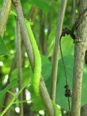 Japanese dodder(Cuscuta japonica)