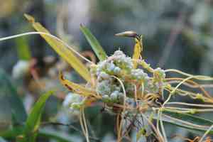 Fiveangled dodder(Cuscuta pentagona)