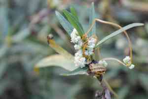 Fiveangled dodder(Cuscuta pentagona)