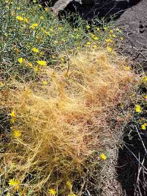 Small-seed alfalfa dodder(Cuscuta planiflora)