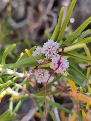 Small-seed alfalfa dodder(Cuscuta planiflora)