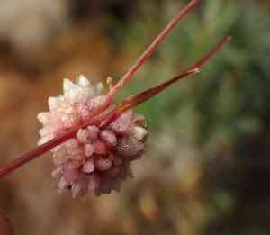 Small-seed alfalfa dodder(Cuscuta planiflora)