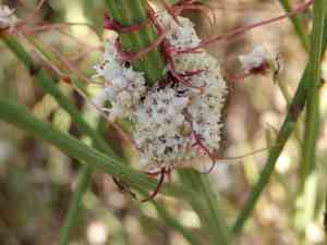 Small-seed alfalfa dodder(Cuscuta planiflora)