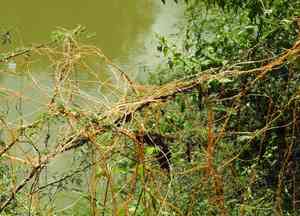 Dodder (Cuscuta)(Cuscuta)