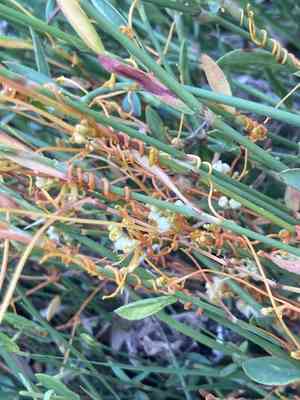 Dodder (Cuscuta)(Cuscuta)