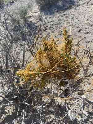 Dodder (Cuscuta)(Cuscuta)