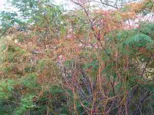 Dodder (Cuscuta)(Cuscuta)