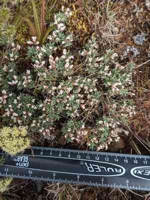 Alkali cusickiella(Cusickiella douglasii)