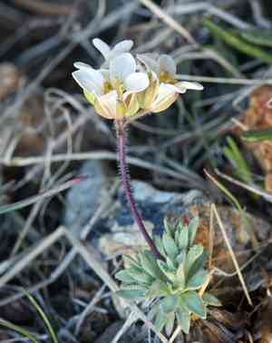 Alkali cusickiella(Cusickiella douglasii)