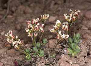 Alkali cusickiella(Cusickiella douglasii)
