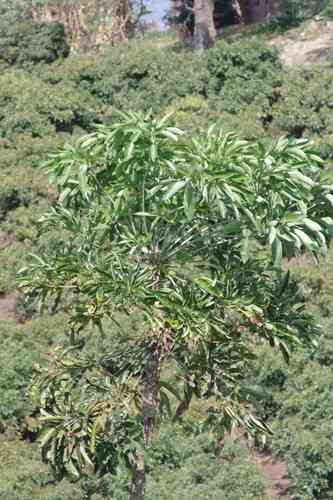 Cabbage tree(Cussonia spicata)