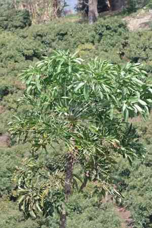 Cabbage tree(Cussonia spicata)