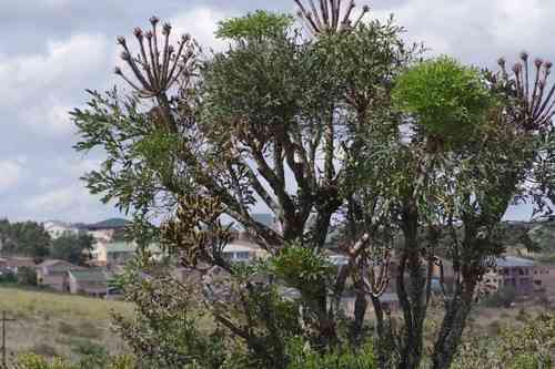 Cabbage tree(Cussonia spicata)