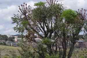 Cabbage tree(Cussonia spicata)