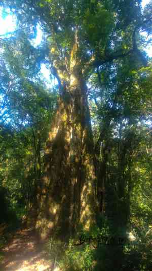 Cabbage tree(Cussonia spicata)