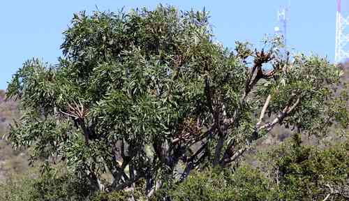 Cabbage tree(Cussonia spicata)