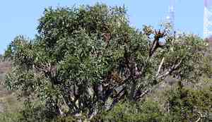 Cabbage tree(Cussonia spicata)